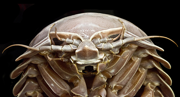 “Supergiant” Isopod Emerges from Deep Seas off Java