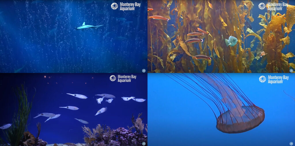 A summer of new video releases and live cams brings relaxation, and the Monterey Bay Aquarium, into your own home.