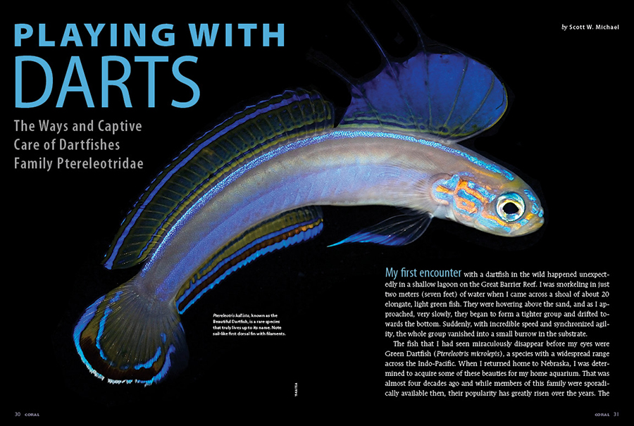 Sr. Editor and Contributor Scott Michael brings us our cover story; PLAYING WITH DARTS: The Ways and Captive Care of Dartfishes Family Ptereleotridae.