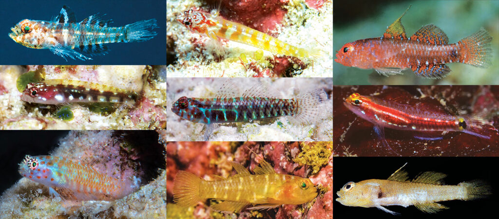 David W. Greenfield and his colleagues have introduced several new species of Eviota dwarfgobies during the last four years.