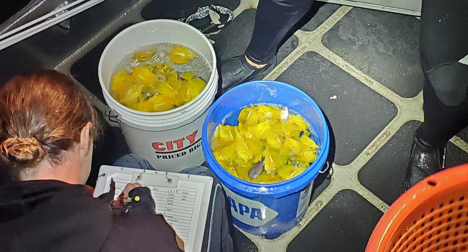 Hawai’i Island Aquarium Fish Collector Arrested on Multiple Charges