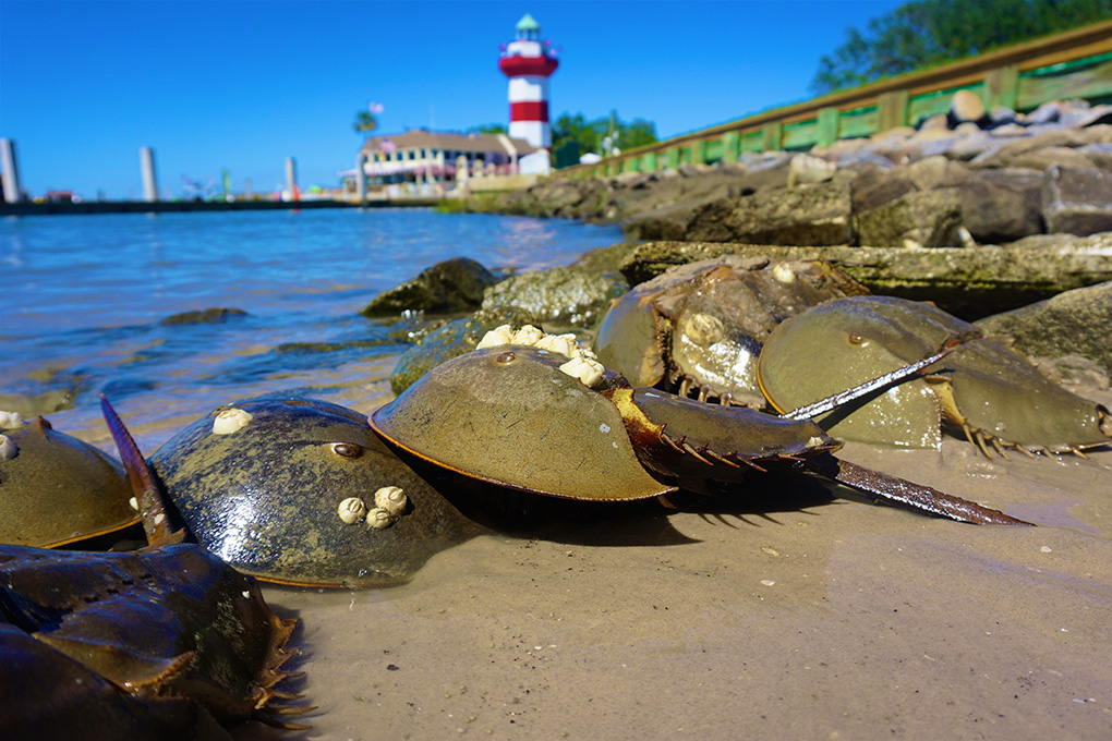 American Horseshoe Crabs for medical research are found along the Eastern Seaboard, with the greatest population density in the mid-Atlantic states. Credit: Captain Gillespie/shutterstock