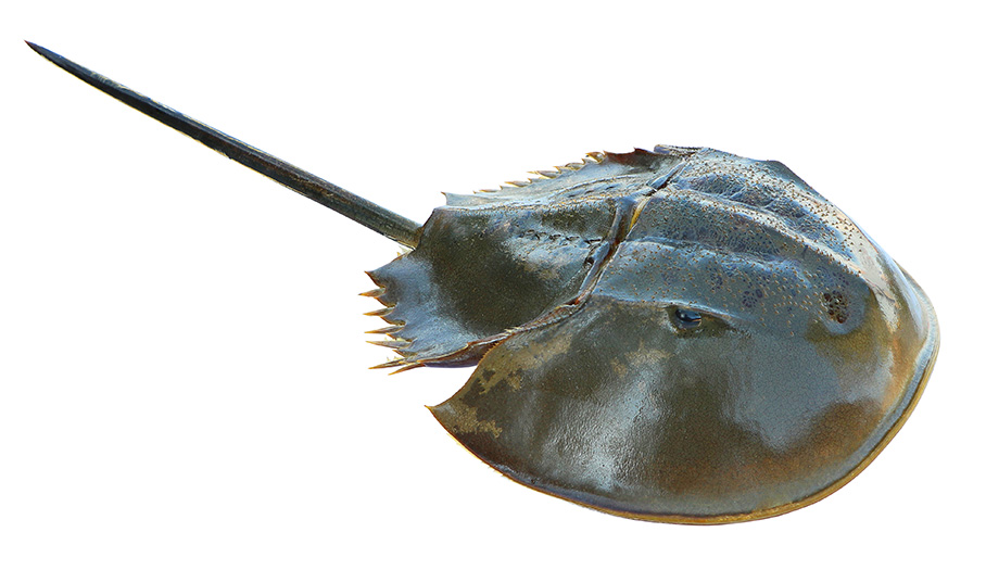 American Horseshoe Crab, Limulus polyphemus, has a helmet-like carapace with two dorsal compound eyes and eight other photoreceptors facing up, down, and along the telson or tail of the animal. Credit: chatchai.wa/Shutterstock