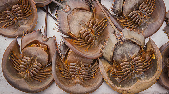 Vaxx vexation: Dark days ahead for the American Horseshoe Crab?