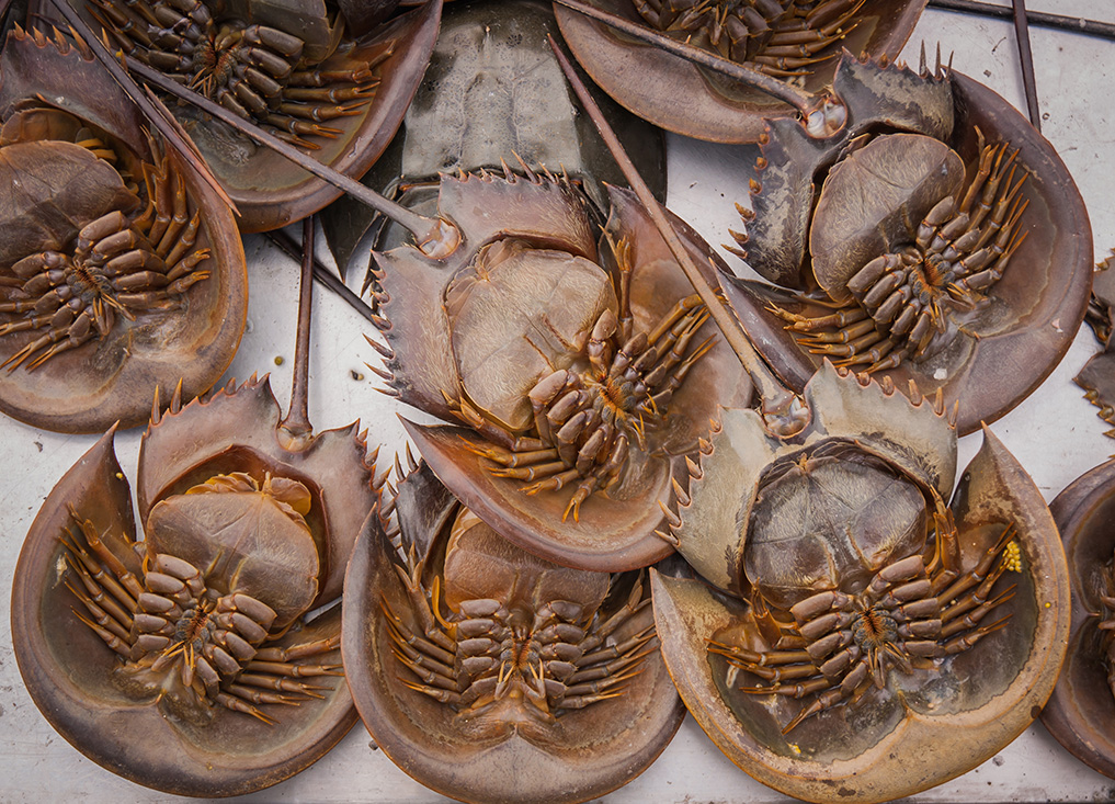 Fresh Indo-Pacific Horseshoe Crabs in a Thai seafood market. Credit: sibidan/shutterstock