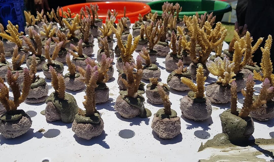 Fiji Launches One Million Coral Planting Program