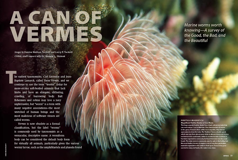 CORAL New Issue “VERMES” Inside Look