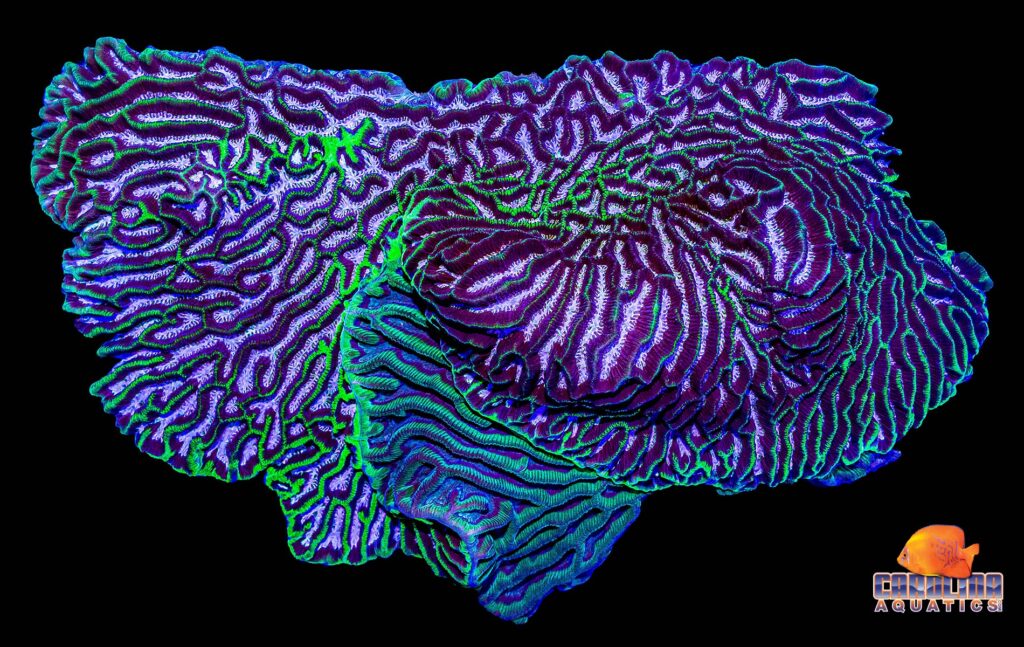 An amazing colony of fused Australian Tricolor Brain Coral, Platygyra sp., was recently received by Carolina Aquatics. Download a version of this image as a desktop/wallpaper