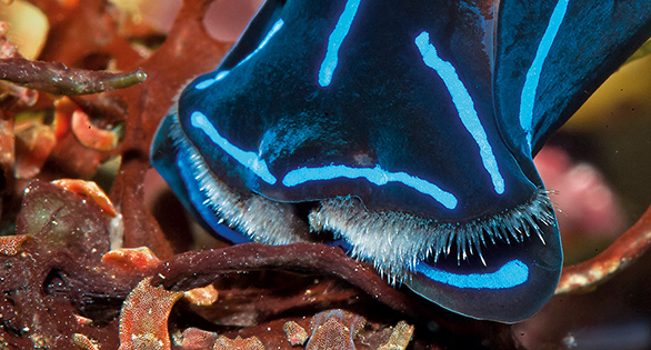 The Lanthanum Solution: Combating Flatworms in the Reef Aquarium
