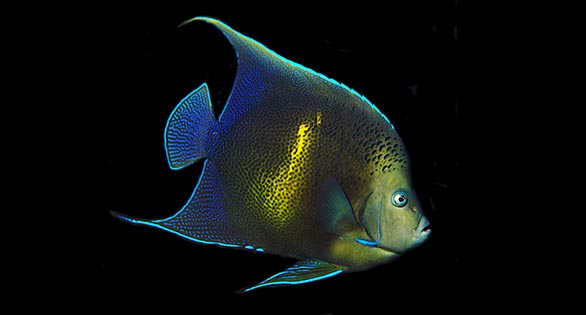 Friday Photospread: Rare Pomacanthus Angelfish at Tampa International Airport