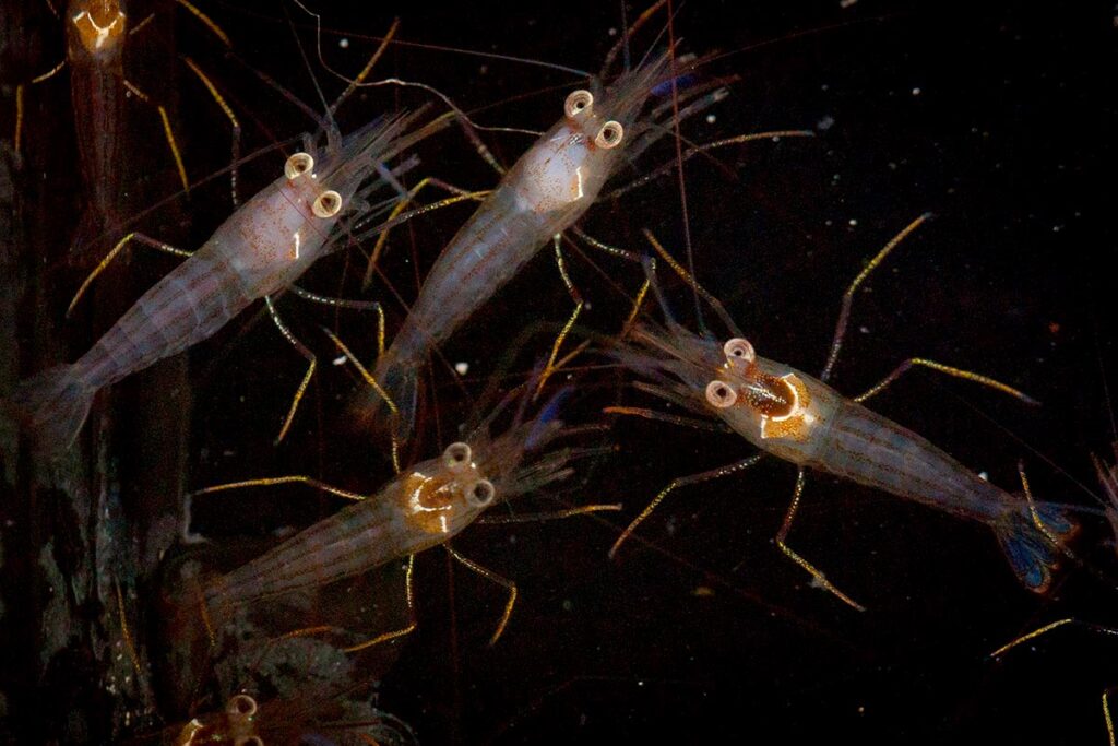 Junda Lin's Peppermint Shrimp, in a black holding tank at Bocas Mariculture, showcasing their golden legs and unique body coloration. Image courtesy Bocas Mariculture.