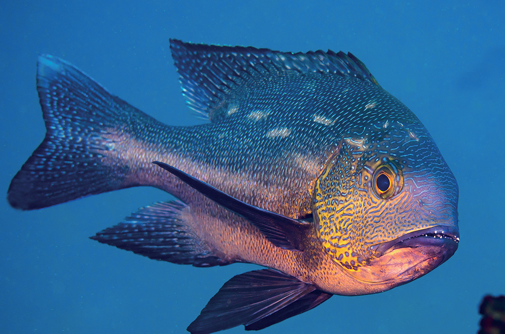 Octogenarian Snapper Takes World Record for Oldest Tropical Reef Fish