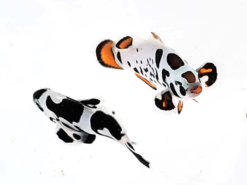 Another view of two siblings showing striking differences in pattern and coloration.
