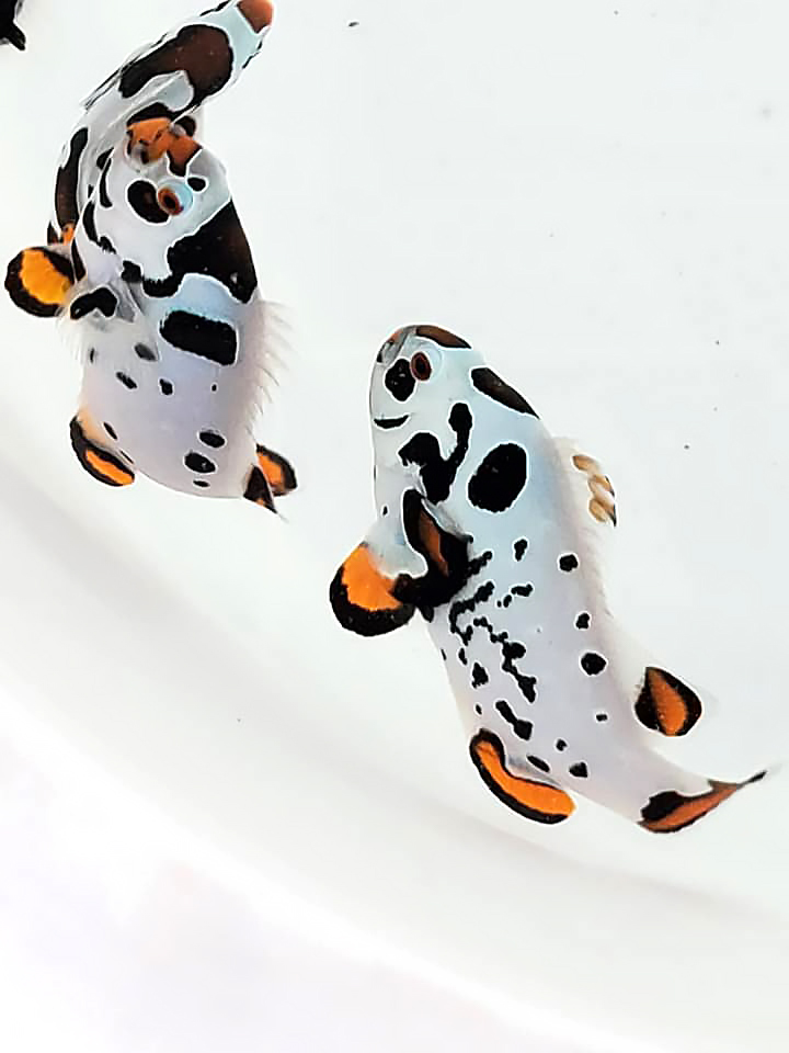 As the domestication of clownfish progresses, it seems that intricacy of patterning is one of the main ornamental aesthetic pursuits at this time.