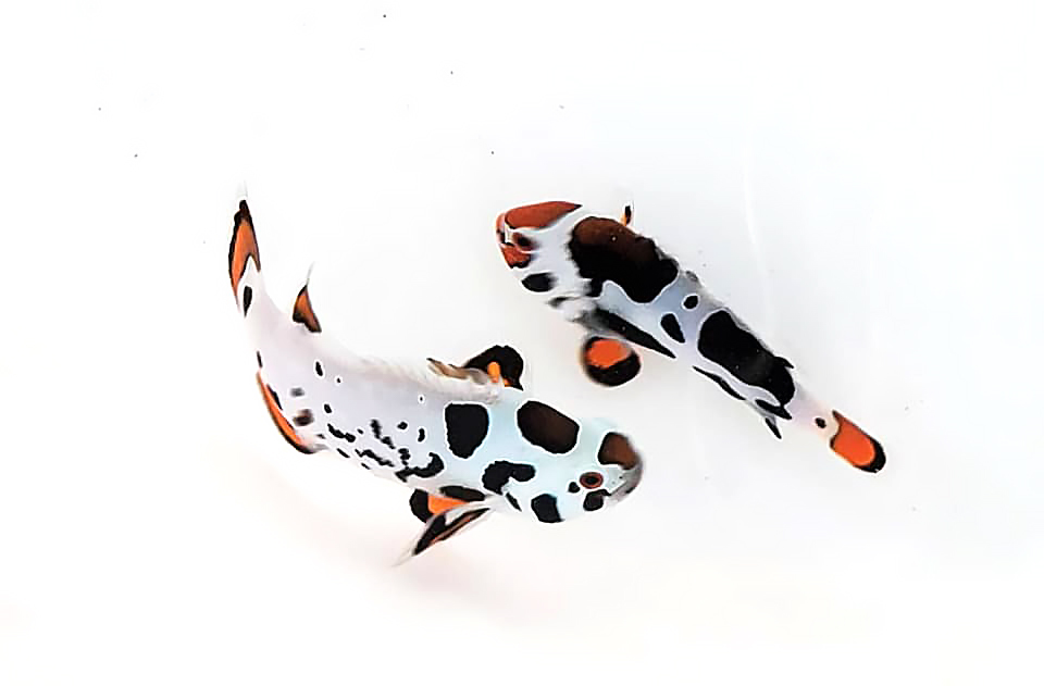 Are we looking at two genotypes here, the fish on the left carrying both the storm and picasso genes, the fish on the right only carrying the storm gene on a "Percularis" hybrid base? It might be impossible to know at this moment, but if the guess is right, both forms might be deserving of new names.