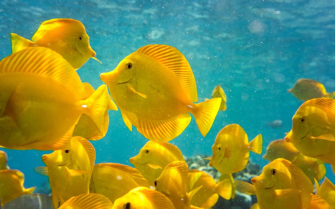 Breaking News: Hawaii’s Aquarium Fishery Suffers Another Setback