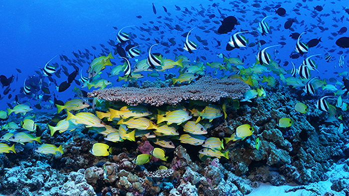 Hawaii’s Aquarium Fishery Is Shuttered, Pending Review