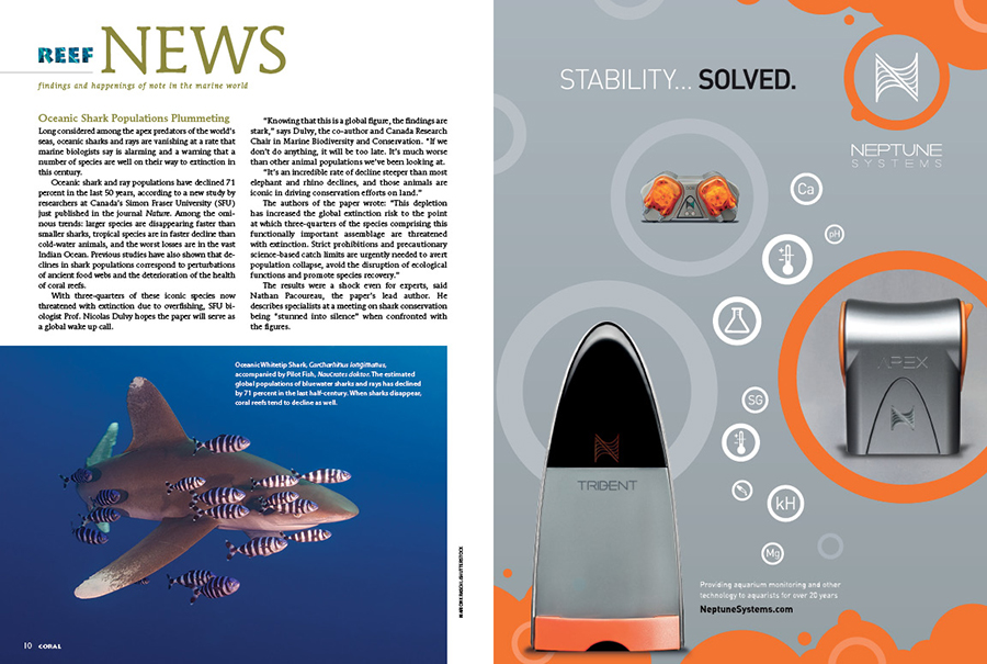 Reef News presents findings and happenings of note in the marine world. In this issue: Oceanic Shark Populations Plummeting; Hawaii’s Aquarium Fishery is Shuttered, Awaiting Review; How Do Clownfishes React to Encounters with Humans on the Coral Reef?