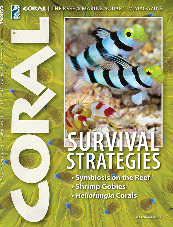 Cover of CORAL Magazine Volume 18, Issue 2 – SURVIVAL STRATEGIES – March/April  2021. On the cover: Stonogobiops xanthorhinicus shrimp gobies with Alpheus randalli shrimp. David Fleetham/Oceanwide Images. Yellow Fungia sp. coral (background): Tyler Fox/Shutterstock.
