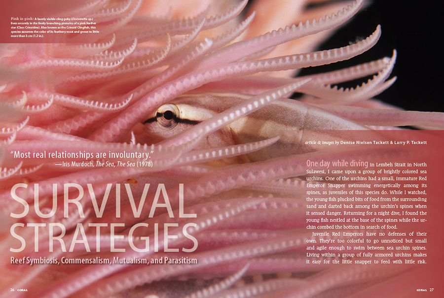 Understand the complex relationships of life on the reef in Survival Strategies: Reef symbiosis, commensalism, mutualism, and parasitism, by Denise Nielsen Tackett and Larry P. Tackett; an adaptation from adapted from Reef Life: Natural History and Behaviors of Marine Fishes and Invertebrates by Denise Nielsen Tackett (1947 2015) and Larry P. Tackett (Microcosm/TFH, 2002), updated by Larry P. Tackett in 2021.