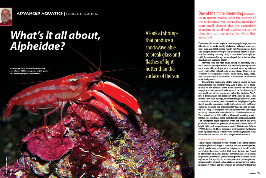 Ronald L. Shimek, Ph.D. presents a look at the shrimps that produce a shockwave able to break glass and flashes of light hotter than the surface of the sun! How do they do this? Read "What's it all about, Apheidae?" in this issue!