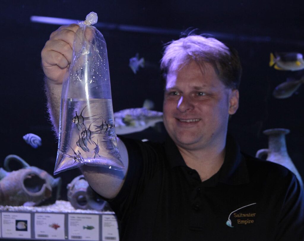 Fritz Grimm, the owner of the former Minnesota-based retailer Saltwater Empire, holds a bag of Banggai Cardinalfish, Pterapongon kauderni, available for retail sale. Image circa 2013.