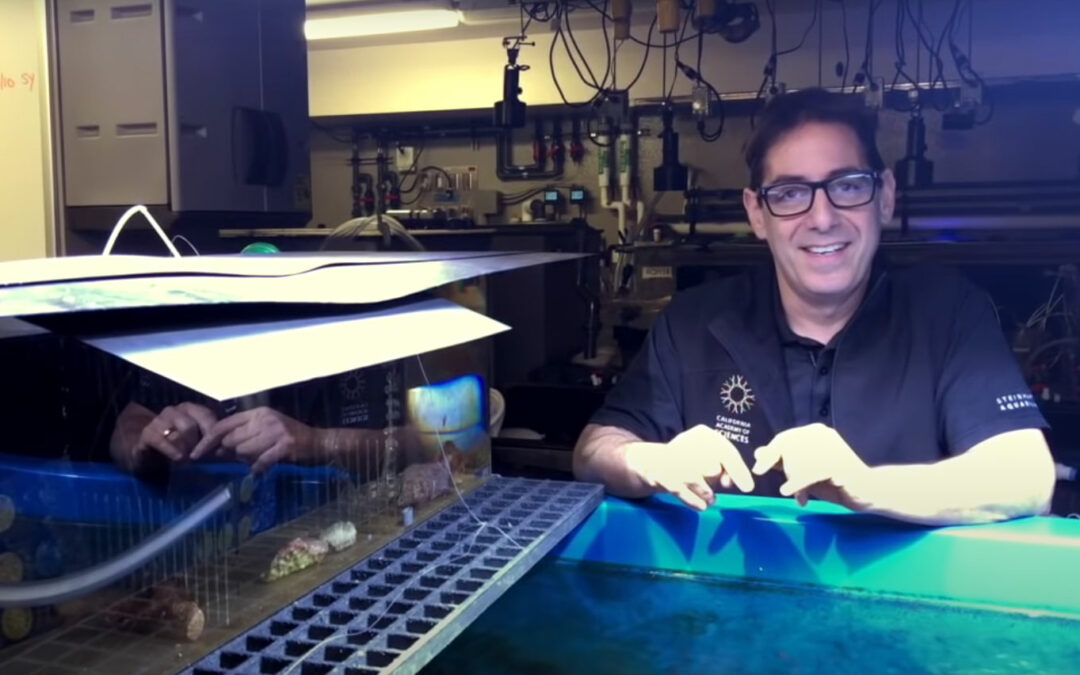 Video: Coral Breeding at the Albright Coral Lab
