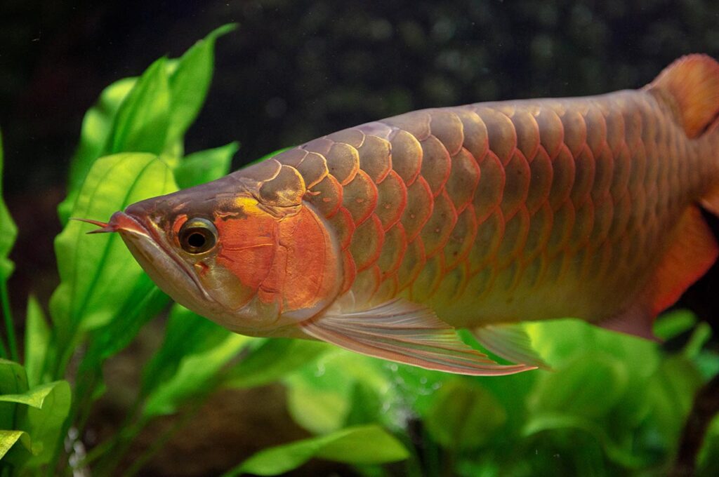 Red Arowana or Asian arowana (Scleropages formosus) is one of the world's most expensive cultivated ornamental fishes, and is an endangered species. Image copyright Japan' Fireworks/Shutterstock.