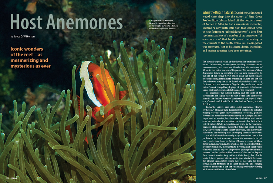 CORAL New Issue “HOST ANEMONES” Inside Look