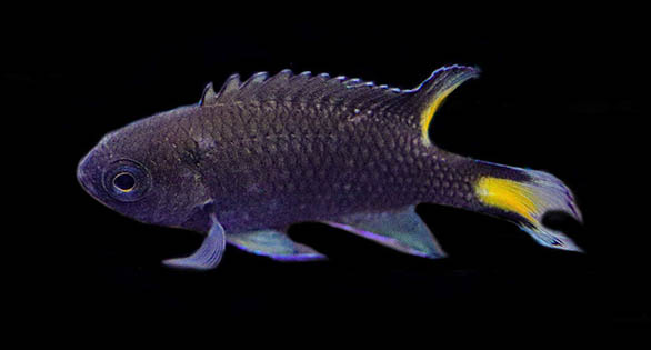 Biota Breeds Neopomacentrus azysron
