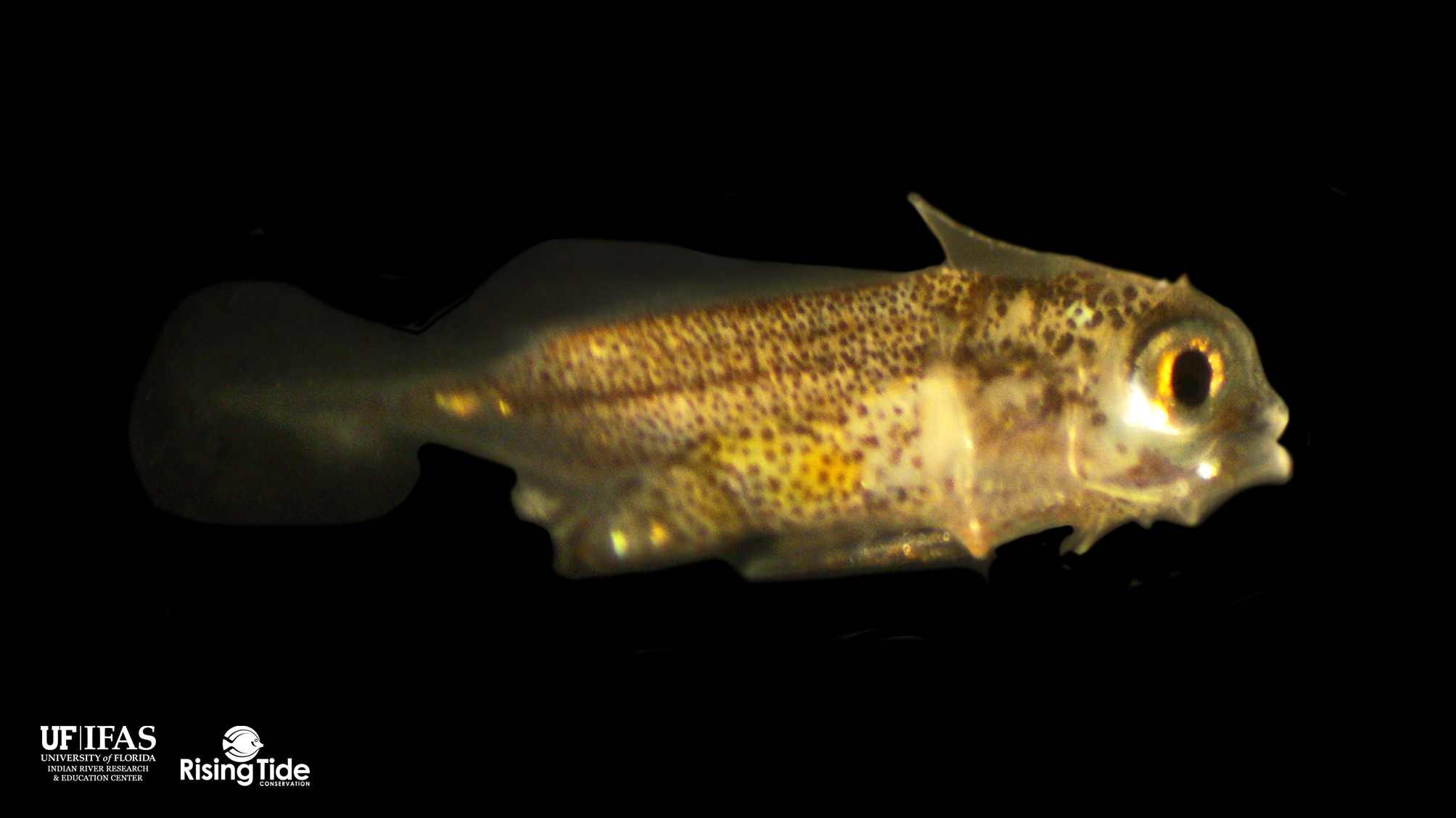 Gold Ring Hillstream Loach (Sewellia albisuera) - Dan's Fish