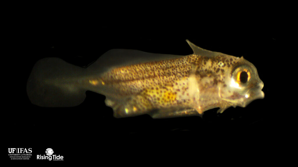 Larval Copperband Butterflyfish, Chelmon rostratus, at 18 days post hatch. Image provided by Rising Tide Conservation/University of Florida.