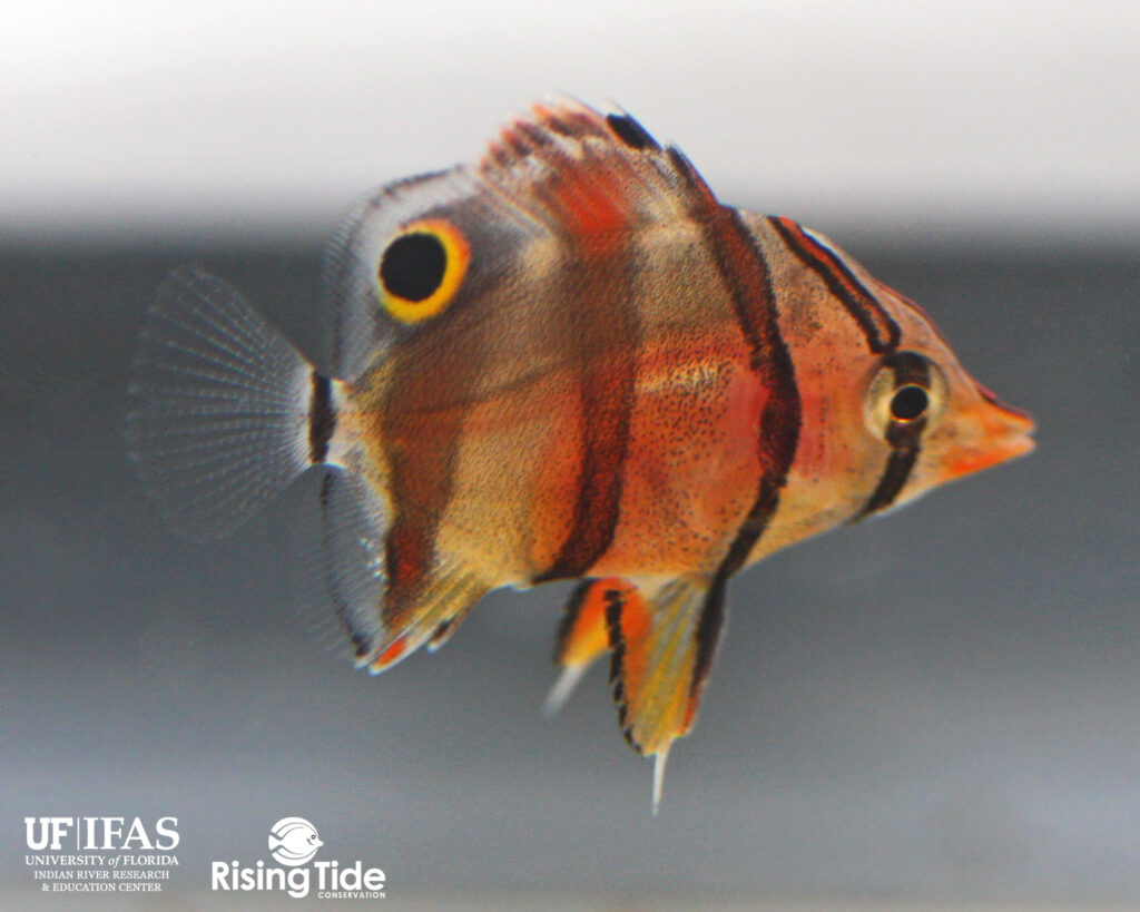 A pre-settlement juvenile captive-bred Copperband Butterflyfish, Chelmon rostratus, at 57 days post hatch. Image provided by Rising Tide Conservation/University of Florida.