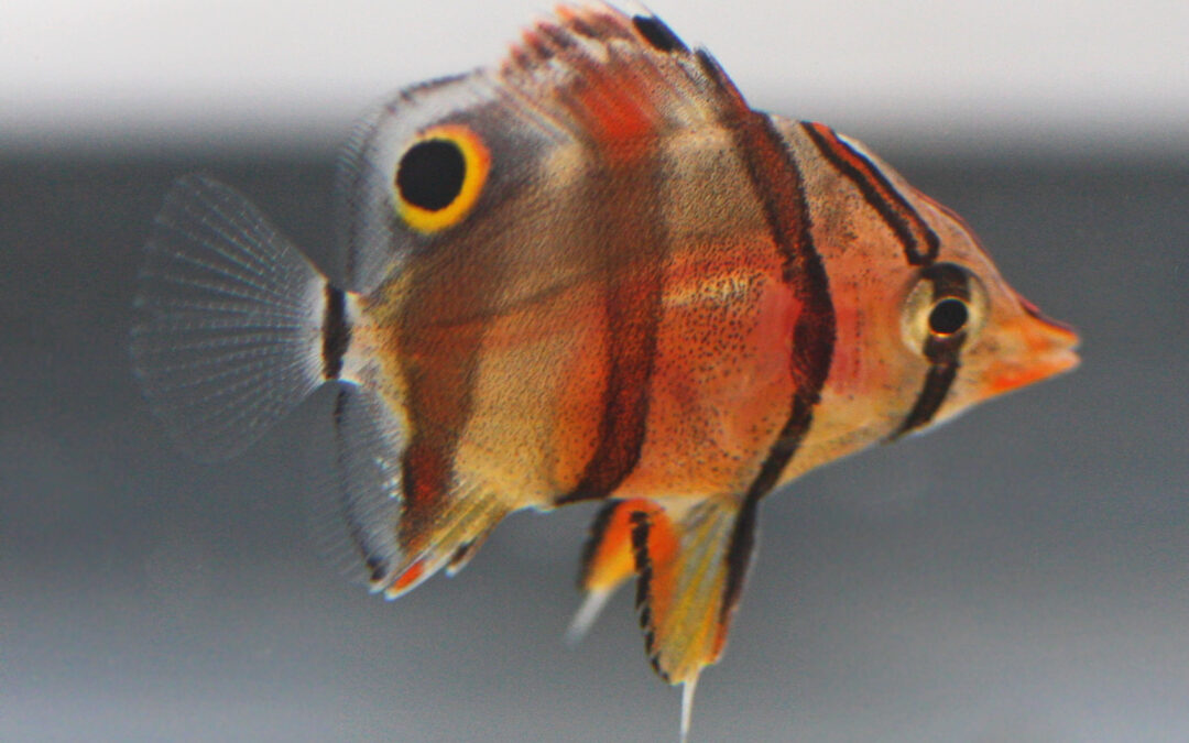 Captive-bred Copperband Butterflyfish, Chelmon rostratus