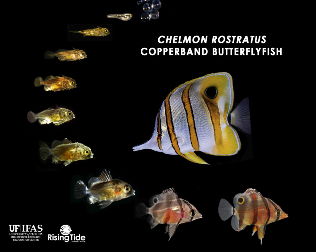 Larval progression documenting the development of the world's first captive-bred Copperband Butterflyfish, Chelmon rostratus. Image provided by Rising Tide Conservation/University of Florida.