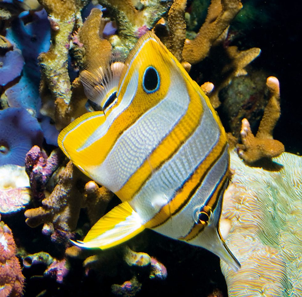 Share Your Copperband Butterflyfish Experiences CORAL Magazine