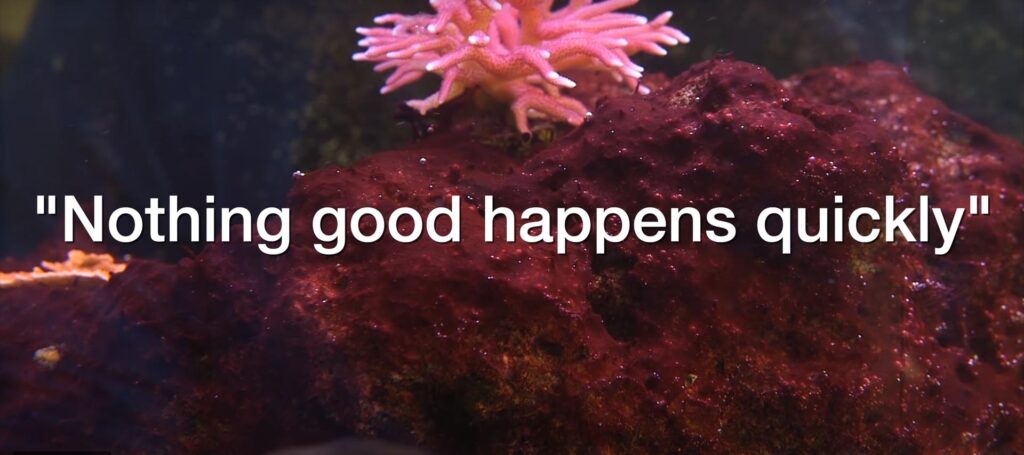 "Nothing good happens quickly" in a reef aquarium, or so everyone says. Is it true?
