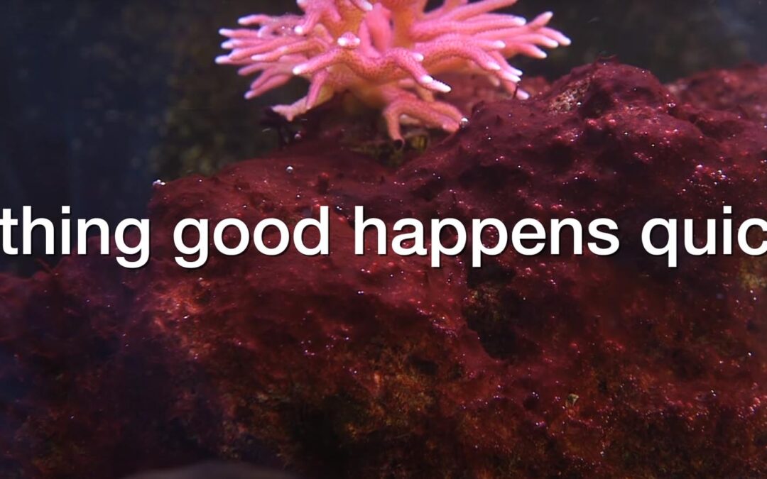 Video: Than Thein Breaks Down 5 Reefkeeping Sayings/Words of Wisdom