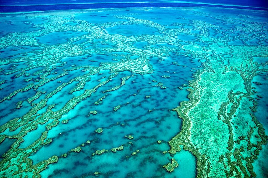 UNESCO recommends the Great Barrier Reef be declared “In Danger”