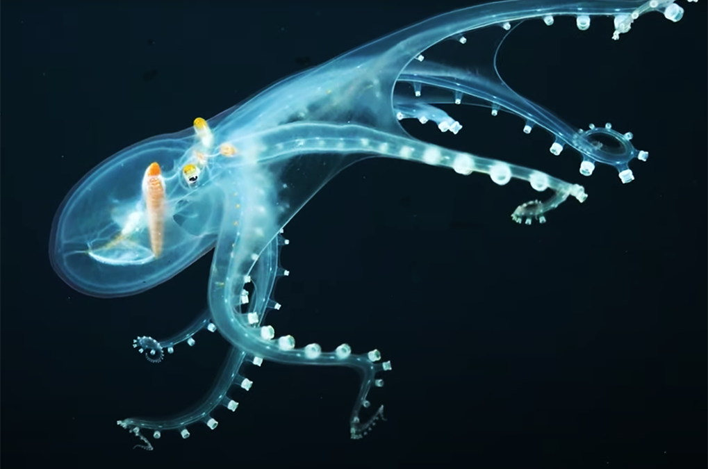 VIDEO: Glass Octopus (and other deep-sea creatures!)