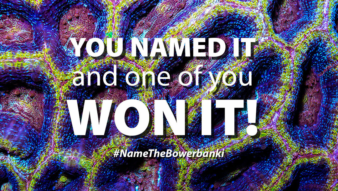 #NameTheBowerbanki – Results Are In!