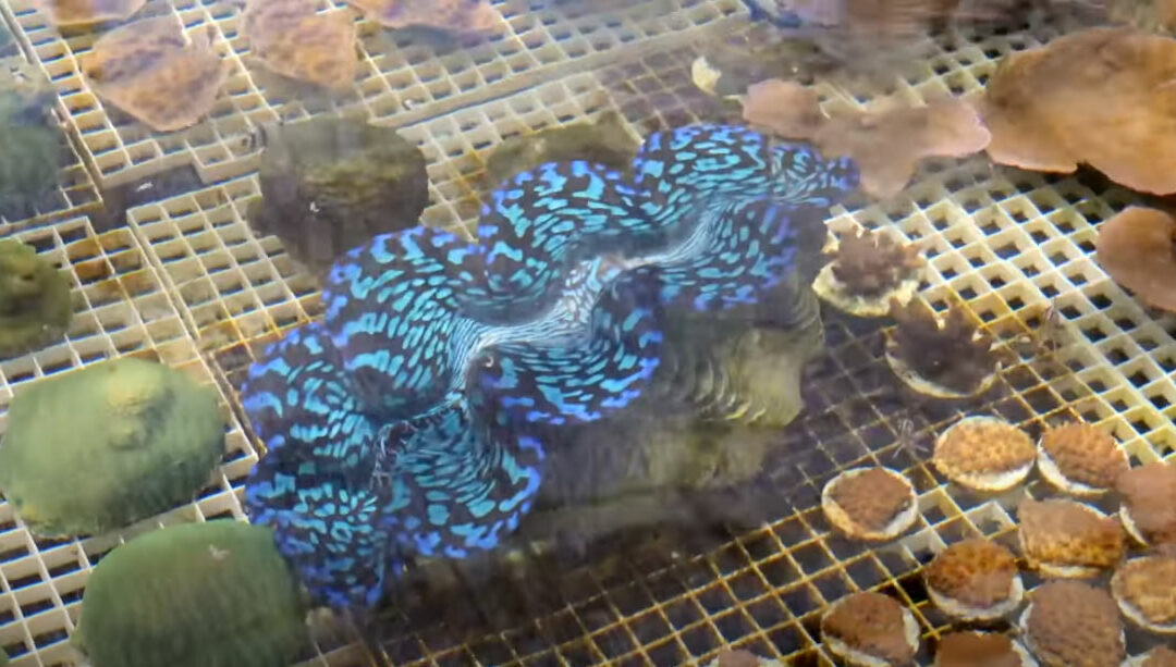 VIDEO: Exclusive Tour of ORA with Waterbox Aquariums