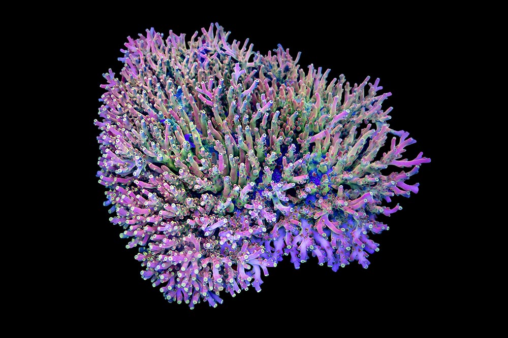 Mystery Coral in Shades of Pink, Purple, Blue, and Green