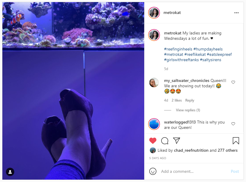 Grotesque History: the disturbing disco trend of inserting live fish into  your platform shoes : r/vegan