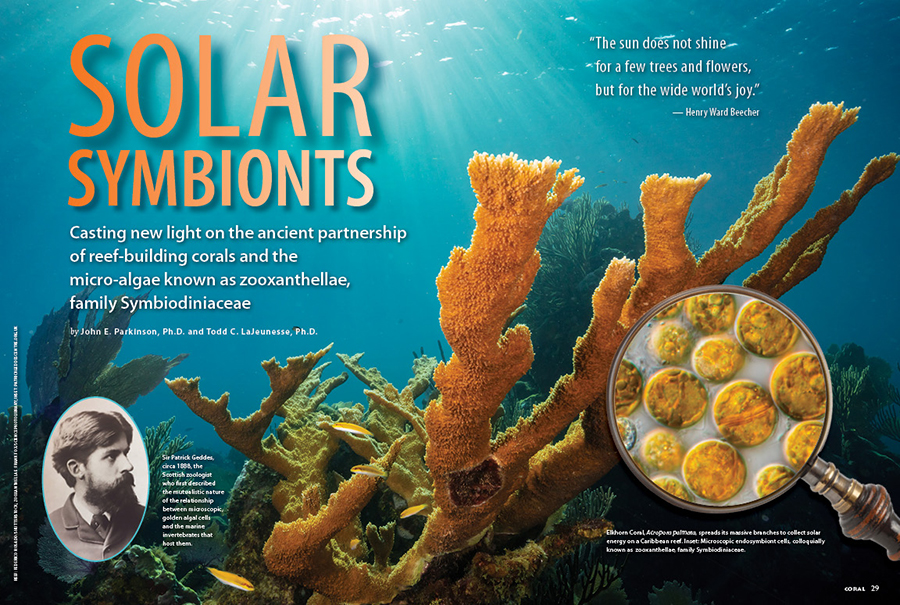 CORAL New Issue “SOLAR SYMBIONTS” Inside Look