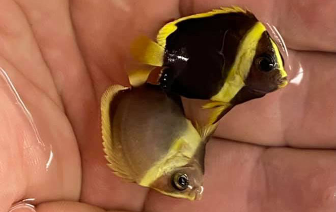 Poma Labs Set to Release Latest Hybrid Angelfishes