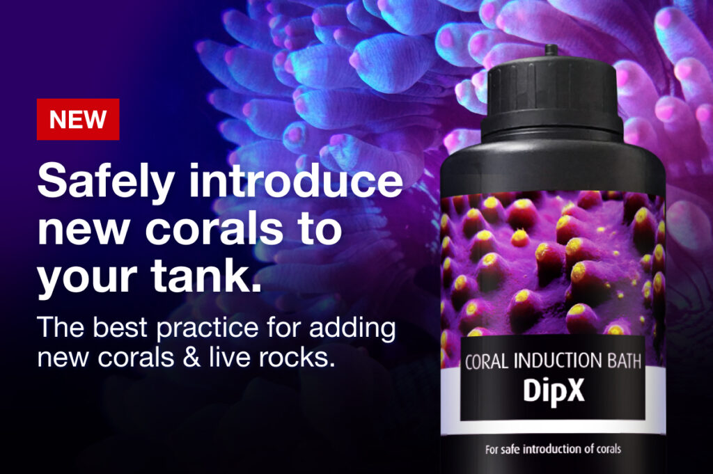 Red Sea introduces DipX to the reef aquarium hobby and trade for use in the battle against coral pests.