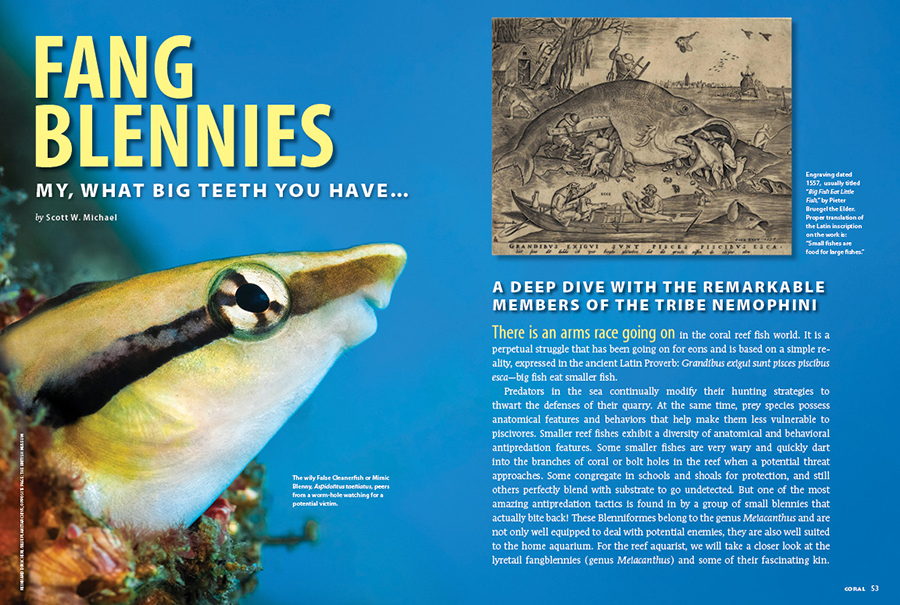 CORAL New Issue “FANG BLENNIES” Inside Look
