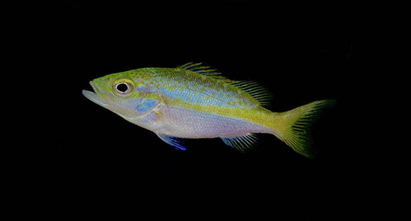 Captive-bred Yellowtail Snapper For BIG Tanks!
