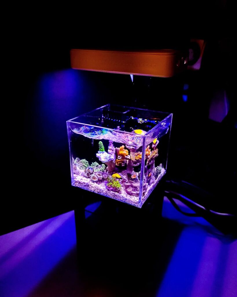 Ready-to-run micro-reef aquariums from PNW are a true study in miniaturization and eliminate all the guesswork of creating such a system. Shown here, THE CUBE, at just 32 oz. system volume.